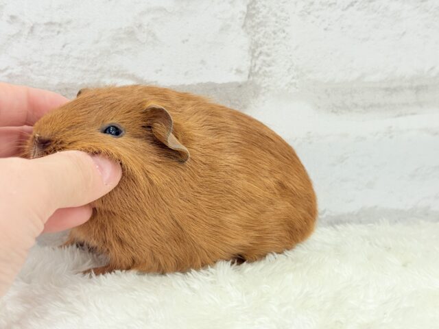 ロシアンモルモット
