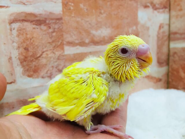 ヒヨコそっくりなコがやってきましたよ～🎵　セキセイインコ（ルチノー）