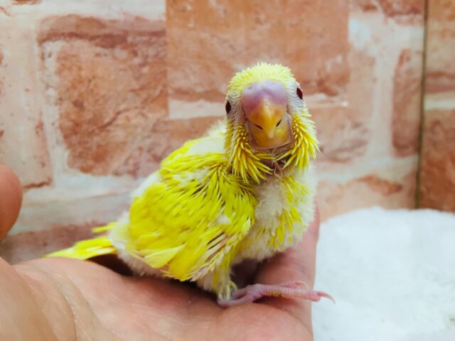 セキセイインコ