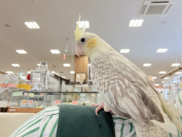 オカメインコ