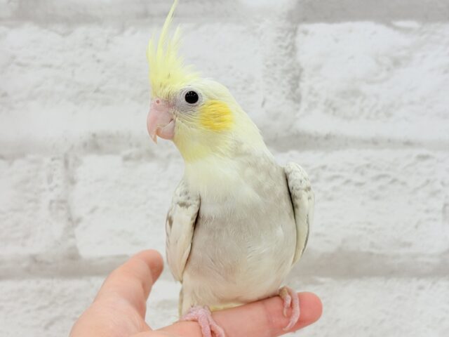 オカメインコ