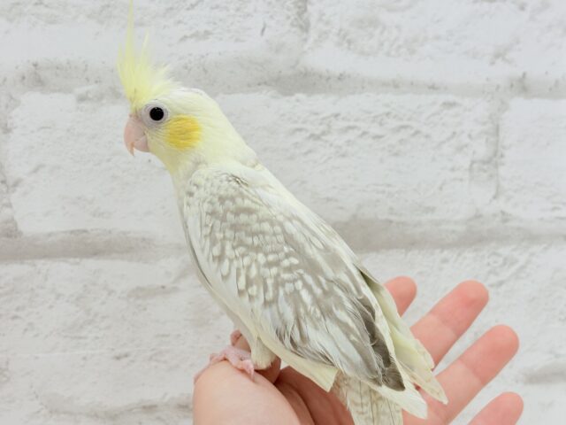 オカメインコ
