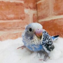青色に黒模様のグラデーションが魅力的✨✨✨　セキセイインコ（オパーリン）