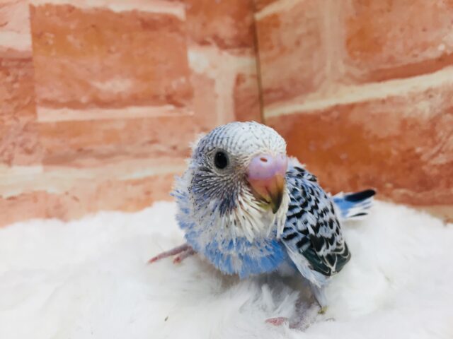 青色に黒模様のグラデーションが魅力的✨✨✨　セキセイインコ（オパーリン）