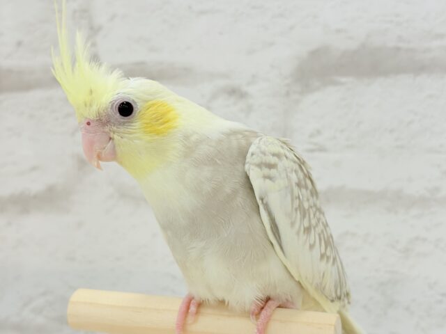 オカメインコ