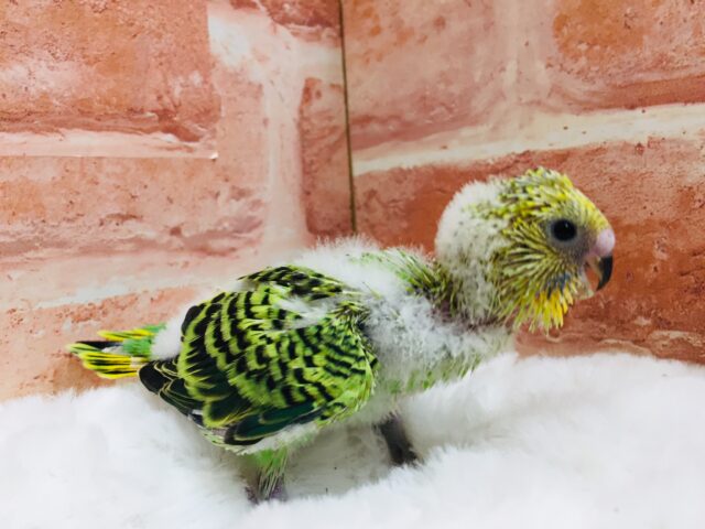 セキセイインコ