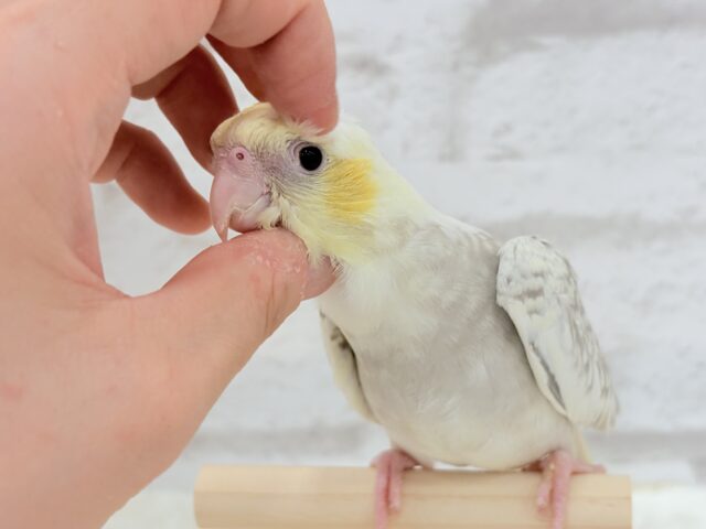オカメインコ