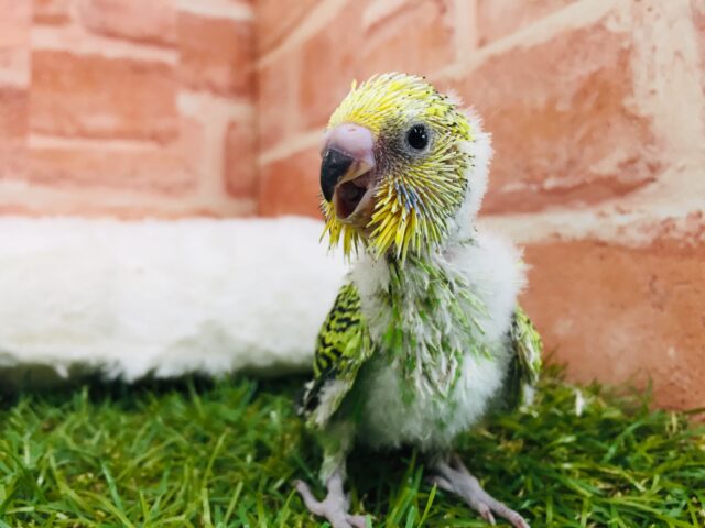 セキセイインコ