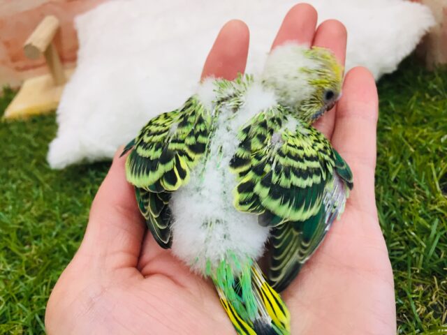 セキセイインコ