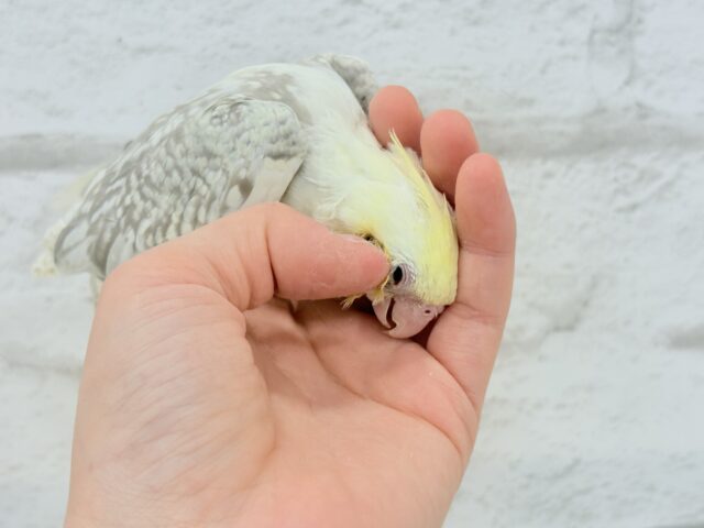 オカメインコ