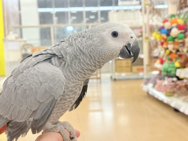 ヨウム