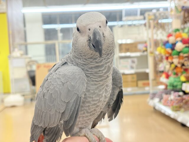 ヨウム