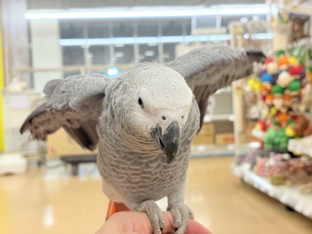 ヨウム