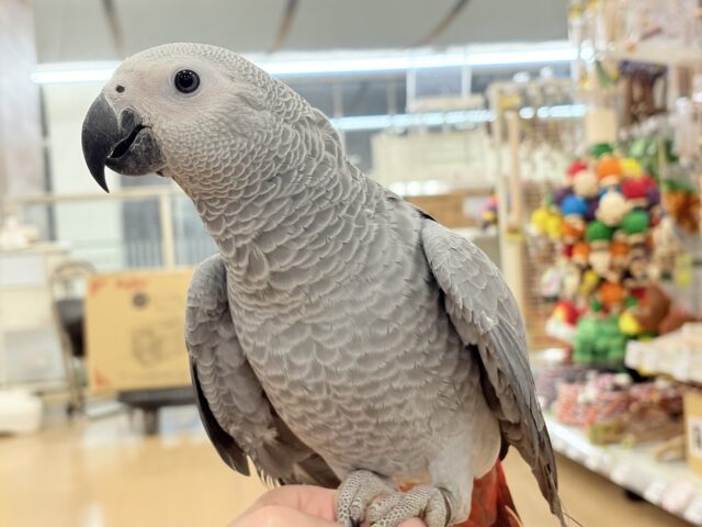 ヨウム