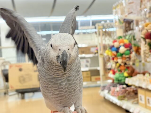 ヨウム