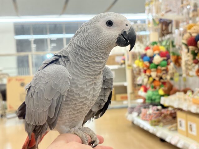 ヨウム