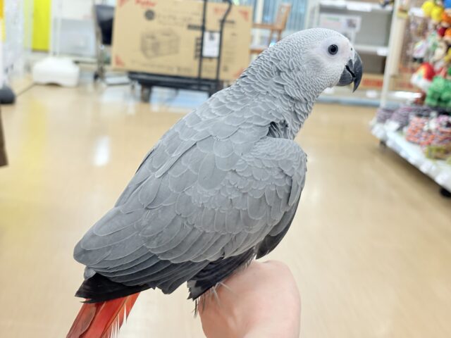 ヨウム