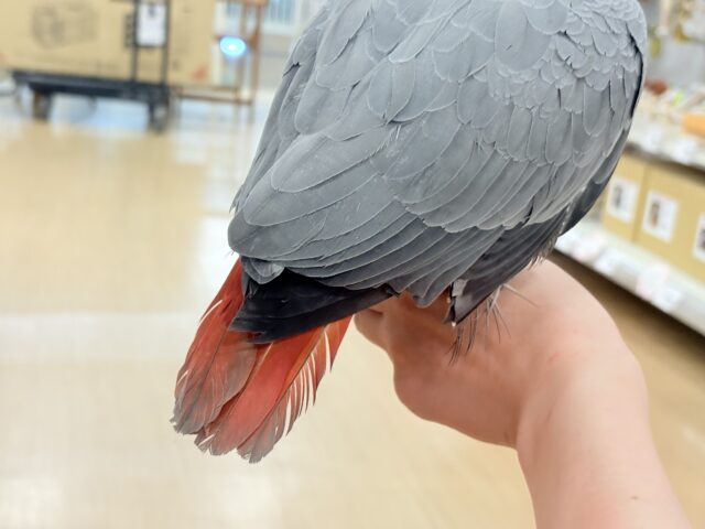 ヨウム