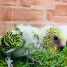 元気いっぱい！！人気カラーのセキセイちゃんがやってきましたよ～🎵　セキセイインコ（オパーリン）