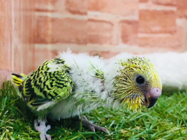 元気いっぱい！！人気カラーのセキセイちゃんがやってきましたよ～🎵　セキセイインコ（オパーリン）