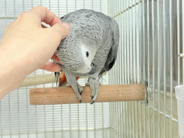 ヨウム