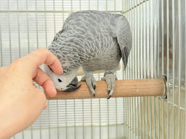 ヨウム