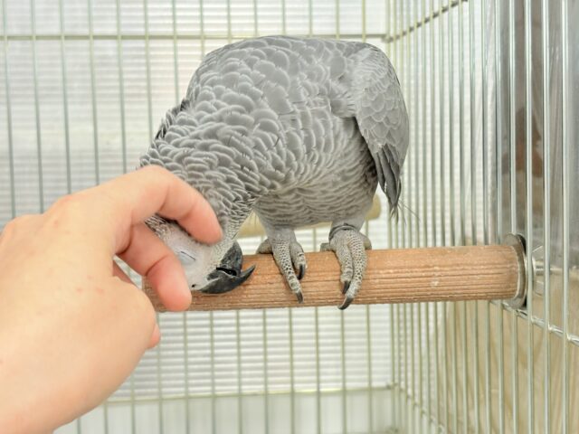 ヨウム