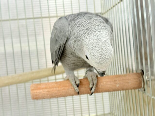 ヨウム