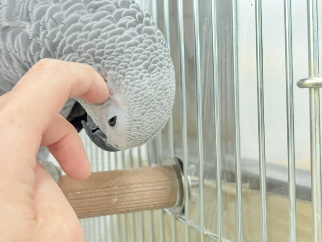 ヨウム