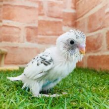 まるでクッキークリーム⁉⁉　セキセイインコ（白ハルクイン）