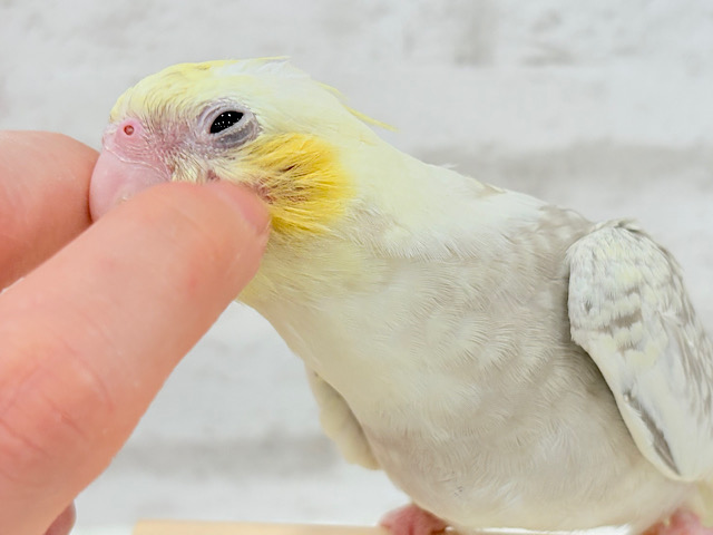 儚げカラーに魅了されちゃう🧚.*･ﾟオカメインコ(イエローフェイスシナモンパールパイド)