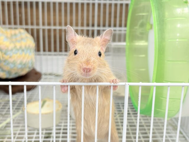 デグー