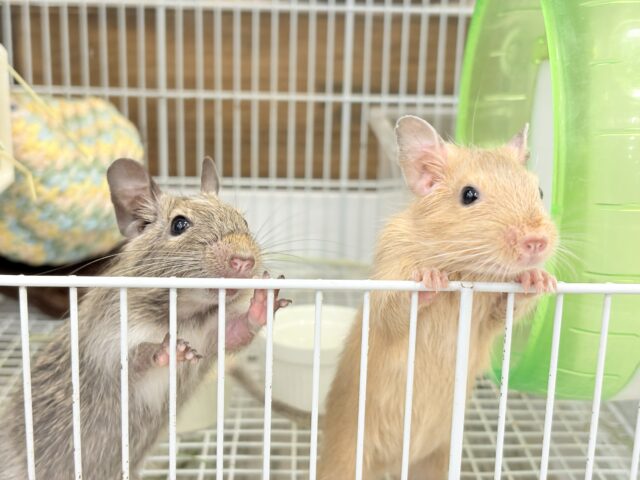 デグー