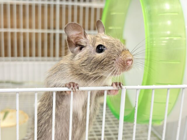 デグー