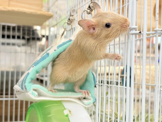 デグー