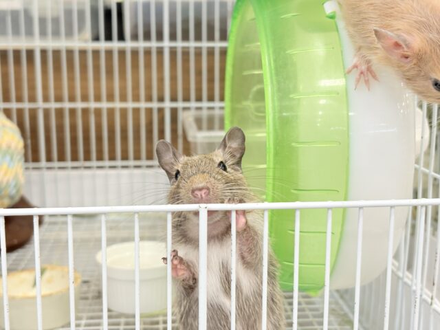 デグー