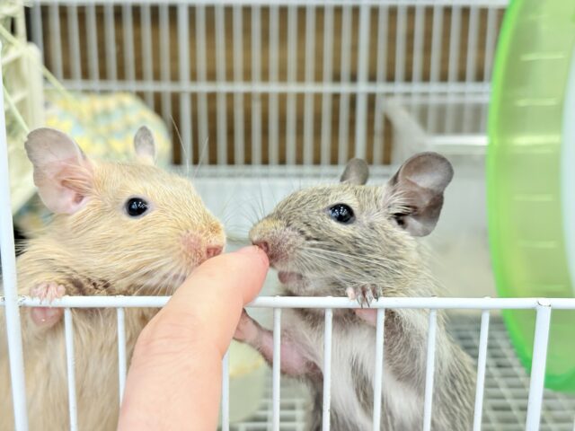 デグー