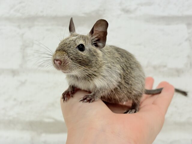 デグー