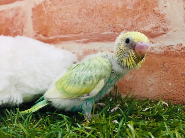 セキセイインコ