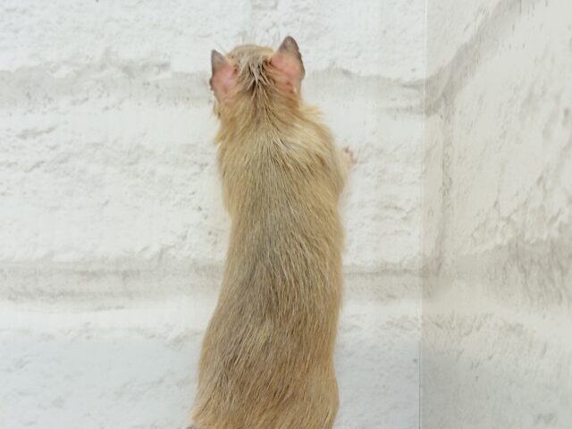 デグー