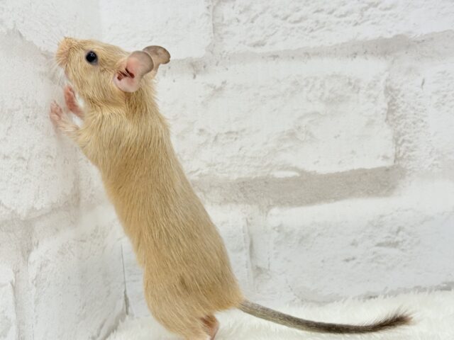 デグー