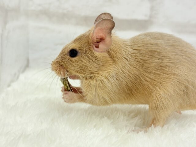 デグー