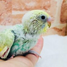 とっても綺麗なレインボー🌈🌈🌈　セキセイインコ（パステルカラーレインボー）