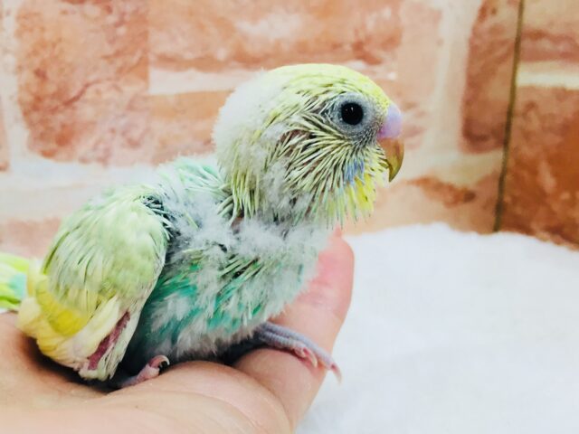 とっても綺麗なレインボー🌈🌈🌈　セキセイインコ（パステルカラーレインボー）