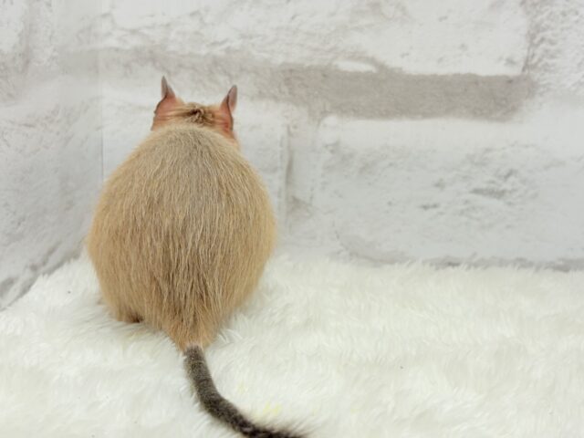 デグー