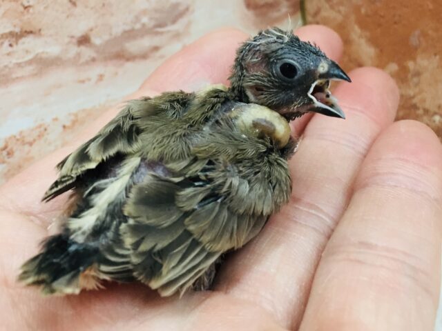 ミニミニ怪獣第三弾！！　キンカチョウ