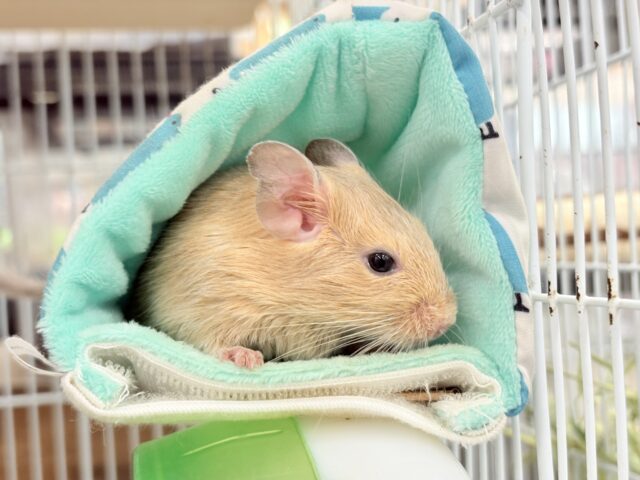 デグー
