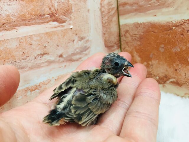 錦花鳥（キンカチョウ）