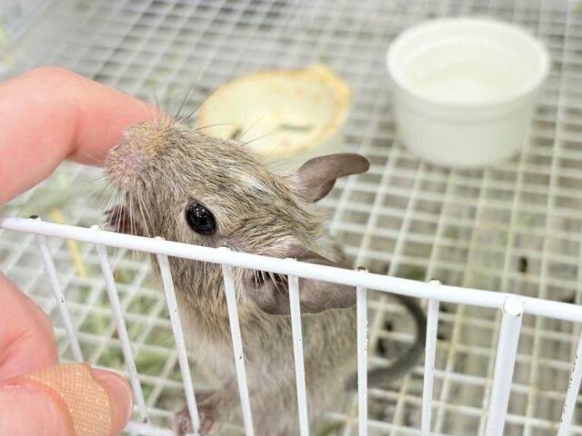 デグー