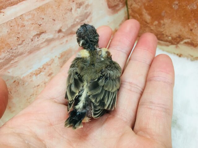 錦花鳥（キンカチョウ）